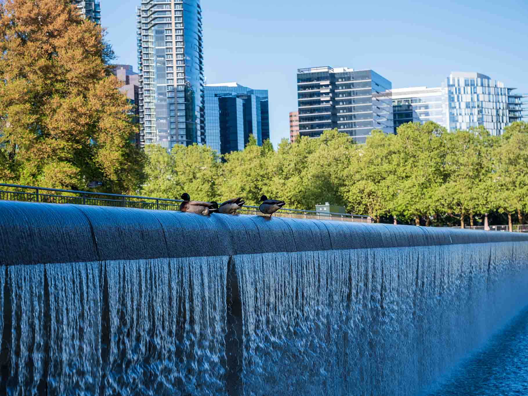 Birds on waterfall ledge with city skyline
